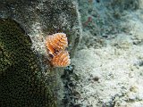 Curacao 04-12 075
